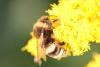Bombus sp.